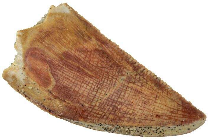 Serrated, Raptor Tooth - Real Dinosaur Tooth #224177